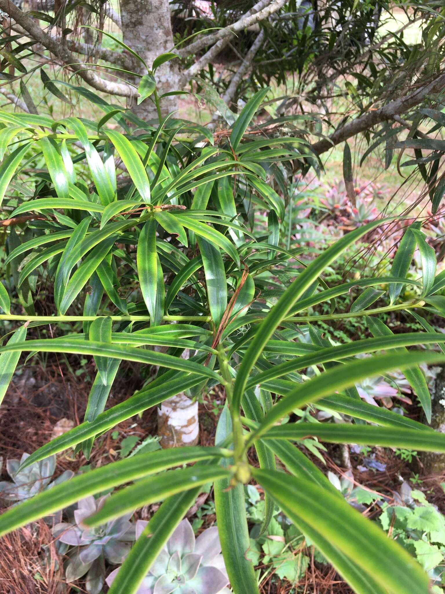 Image of Podocarpus costaricensis de Laub. ex Silba