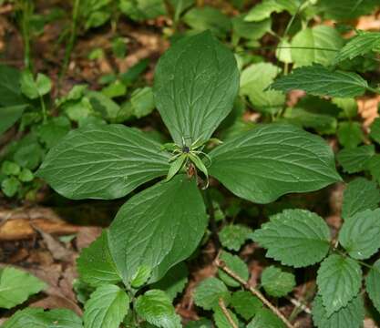 Image of herb Paris