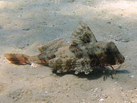 Image of Rock Gurnard