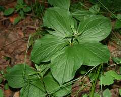 Image of herb Paris