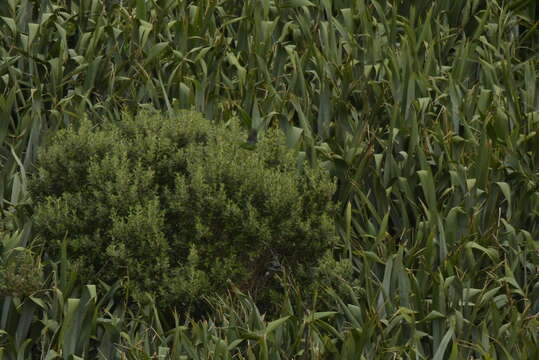 Image of Chatham Parakeet