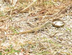 Image de Ameiva bifrontata Cope 1862