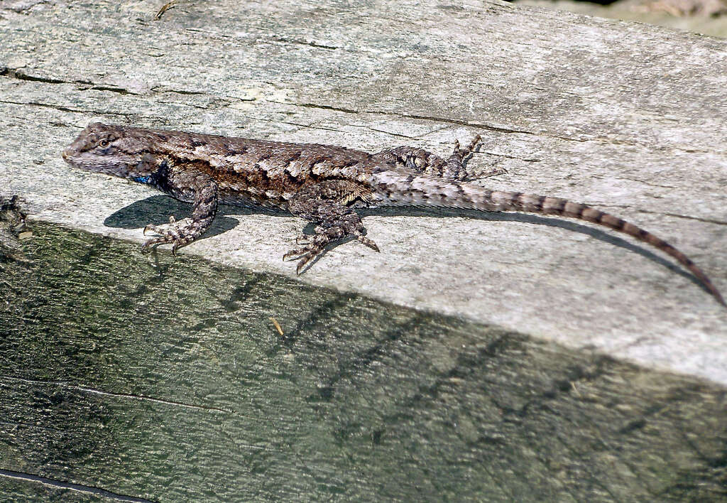 Image of Eastern Fence Lizard