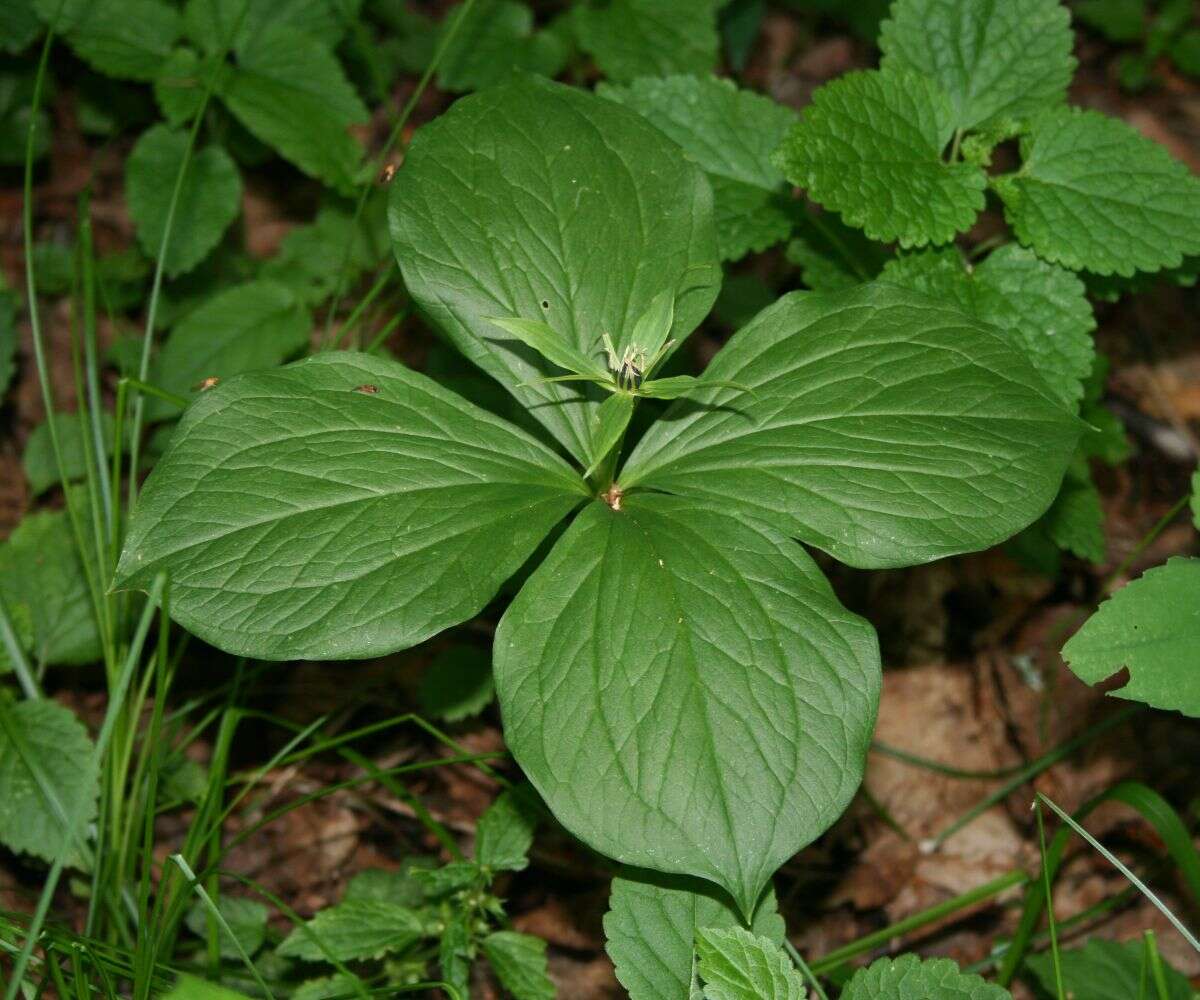 Image of herb Paris