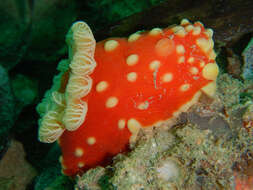 Image of Yellow spot fat red slug