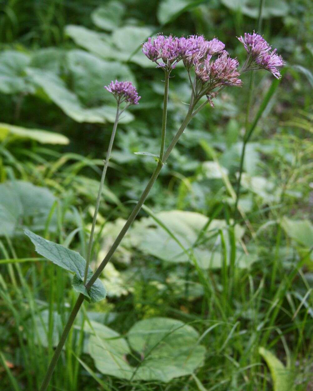 Image of Hedge-leaved Adenostyle