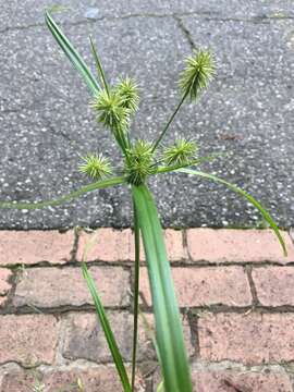 Слика од Cyperus lancastriensis Porter