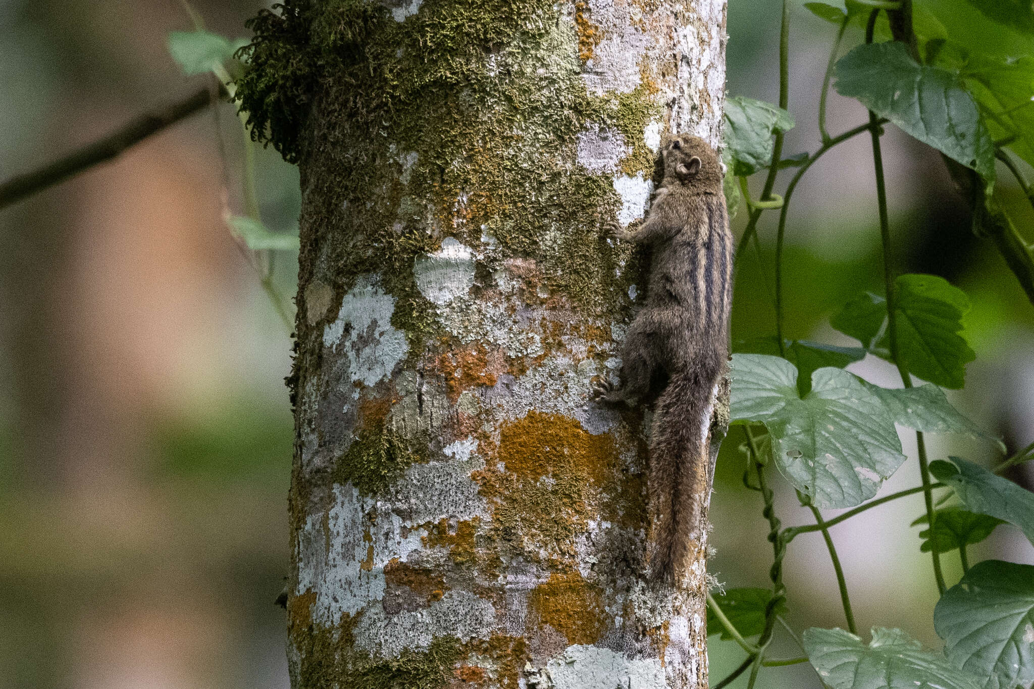 Image of Alexander's Bush Squirrel