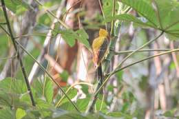 Image of Cream-colored Woodpecker