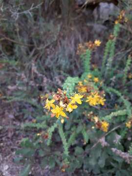 Image of Hypericum thymifolium Banks & Sol.