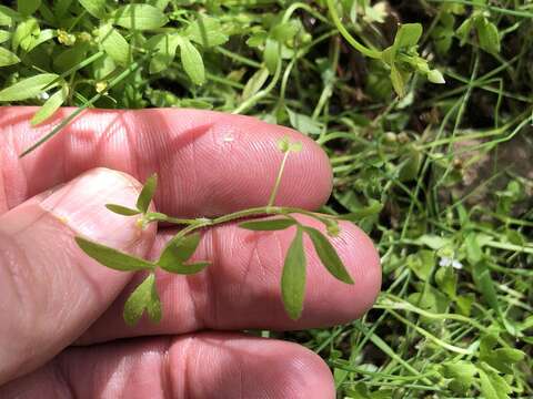 Image of delicate buttercup