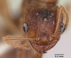 Image of Ant