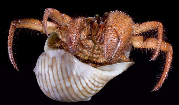 Image of Giant orange hermit crab