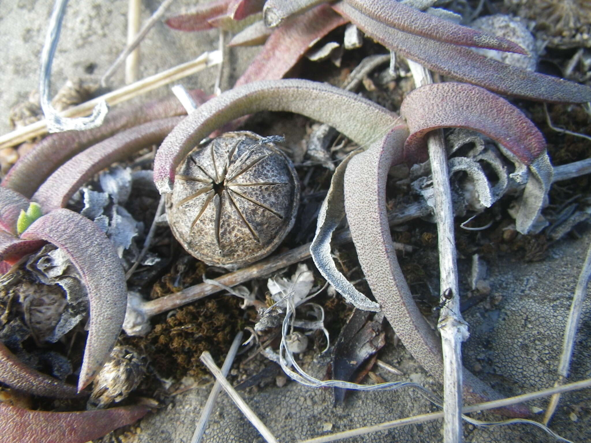 Image of Cephalophyllum parviflorum L. Bol.