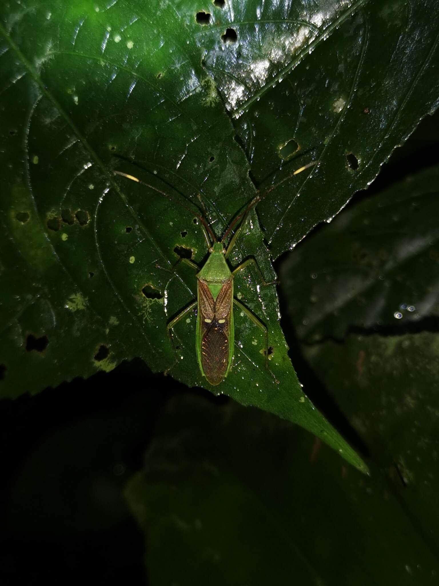 Imagem de Homoeocerus (Anacanthocoris) bipunctatus Hsiao 1962