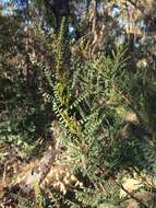 Image of Indigofera adesmiifolia A. Gray