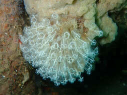 Image of Light-bulb sea squirt