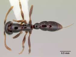 Onychomyrmex doddi Wheeler 1916的圖片