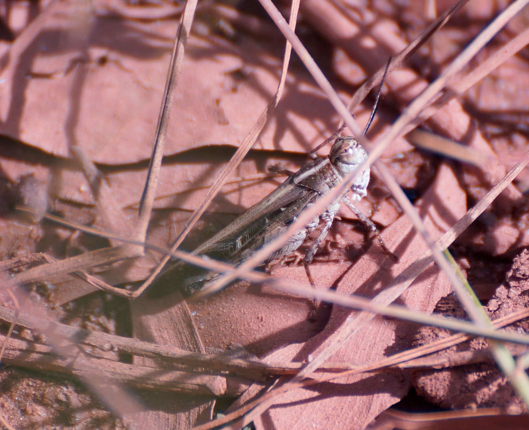 Image of Heteropternis obscurella (Blanchard & E. 1853)