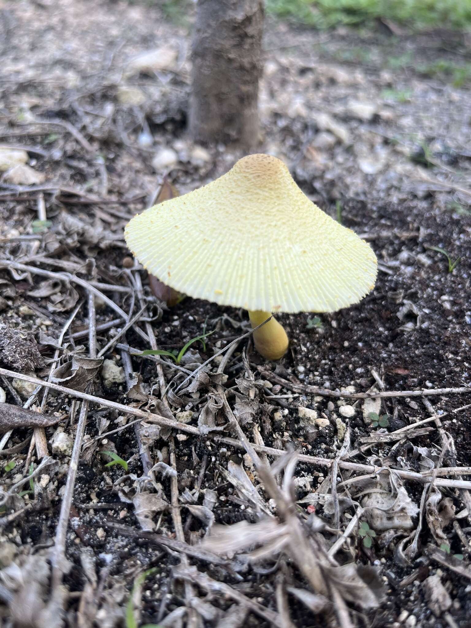 Image of Leucocoprinus tricolor H. V. Sm. 1981