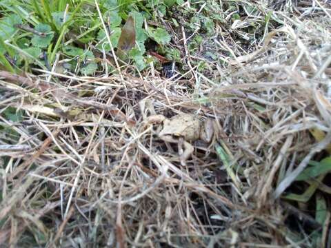 Image of Banded Wood Frog