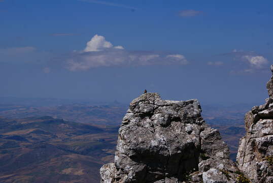 Image of European Rock Bunting