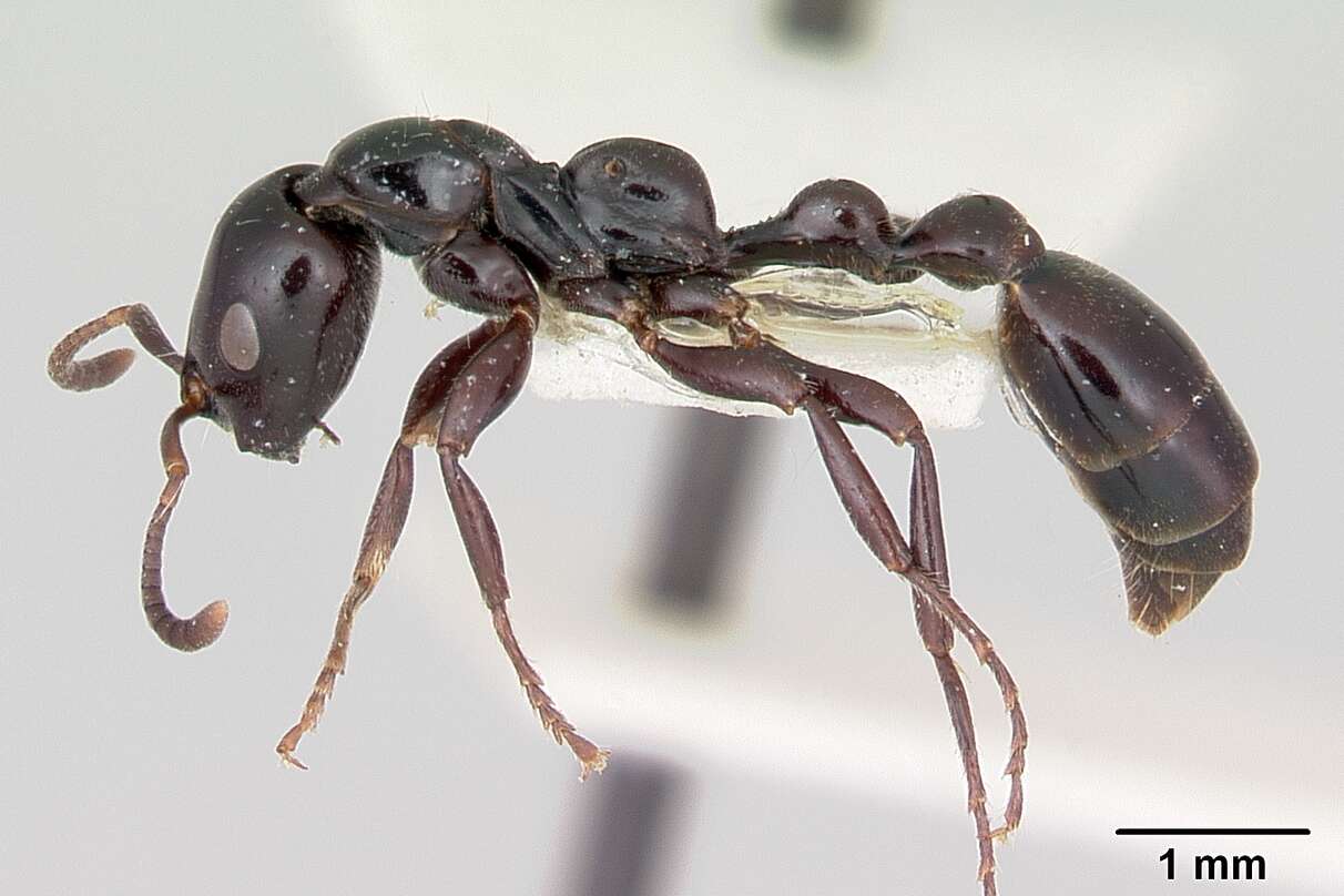 Tetraponera nigra (Jerdon 1851) resmi