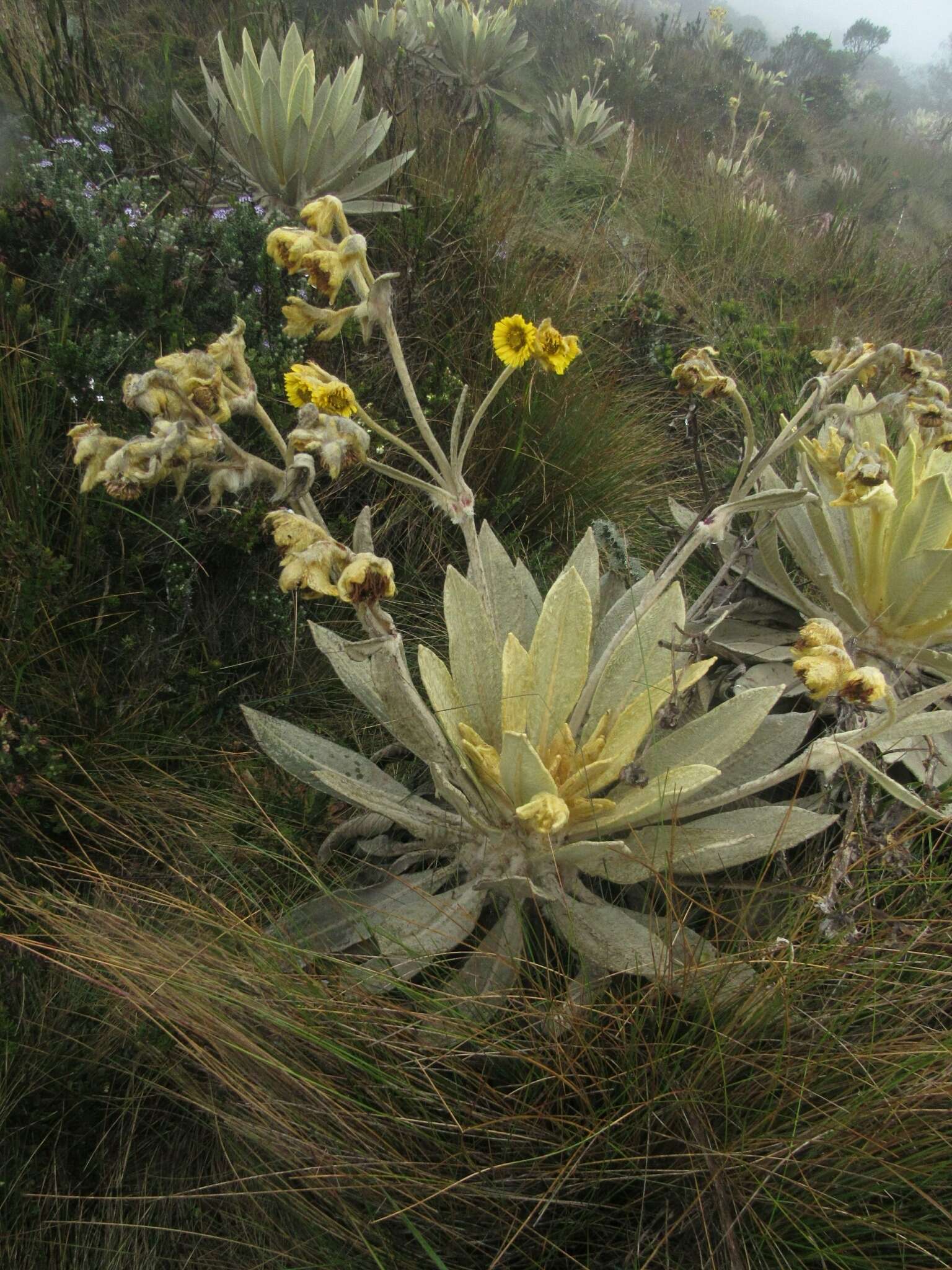 Image of Espeletia barclayana Cuatrec.