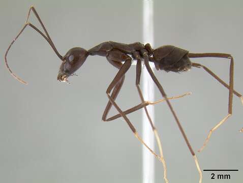 Image of Leptomyrmex flavitarsus (Smith 1859)