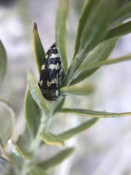 Image of Acmaeodera tuta Horn 1878