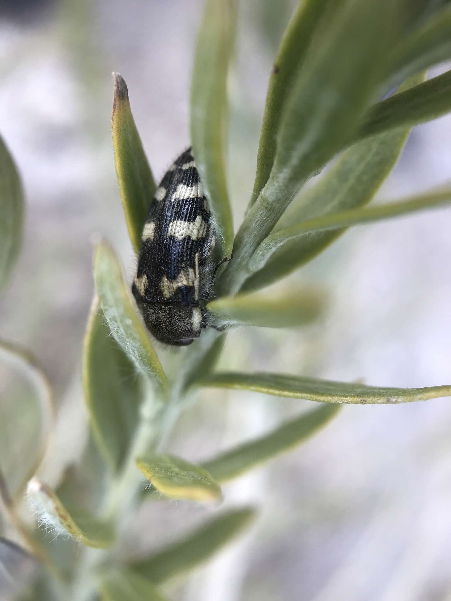 Image de Acmaeodera tuta Horn 1878