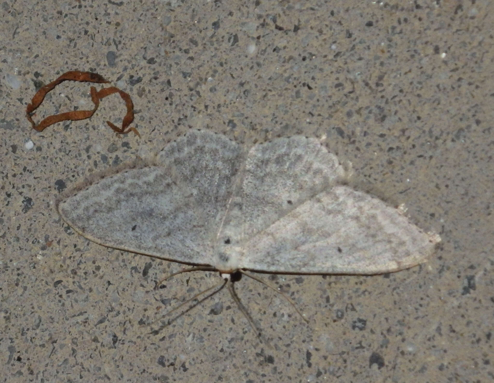 Image of pale mullein wave