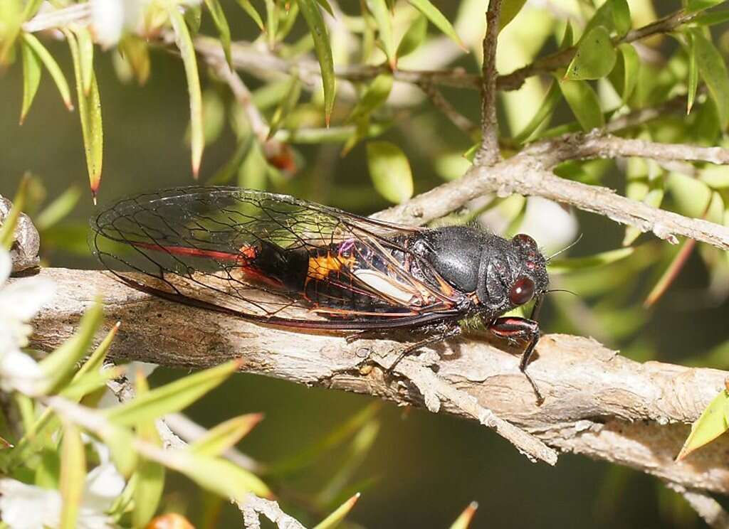 Image of Yoyetta spectabilis Emery, Emery & Popple 2019