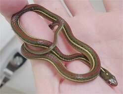 Image of Western Ribbon Snake