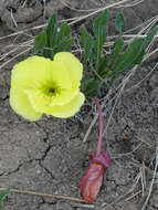 Oenothera howardii (A. Nels.) W. L. Wagner resmi