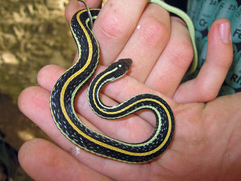 Image of Garter Snakes