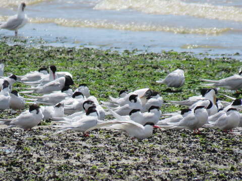 Image of South American Tern