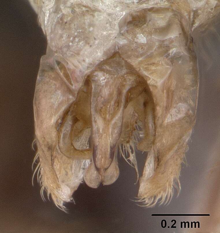 Image of Myrmica gallienii Bondroit 1920