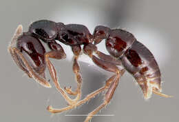 Onychomyrmex hedleyi Emery 1895的圖片