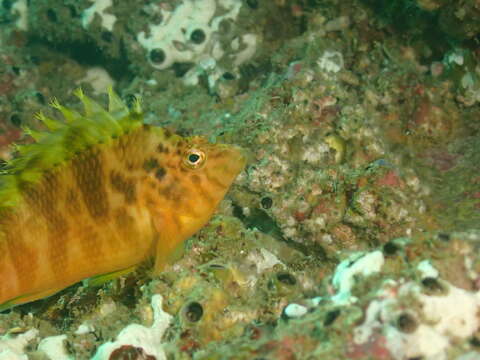 Image of Golden curlyfin