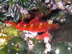 Image of Red-black triplefin