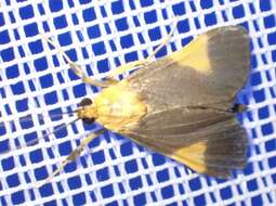 Image of Ulopeza conigeralis Zeller 1852