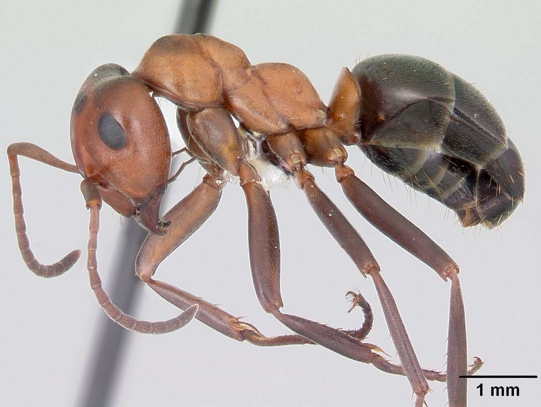 Image of Allegheny Mound Ant