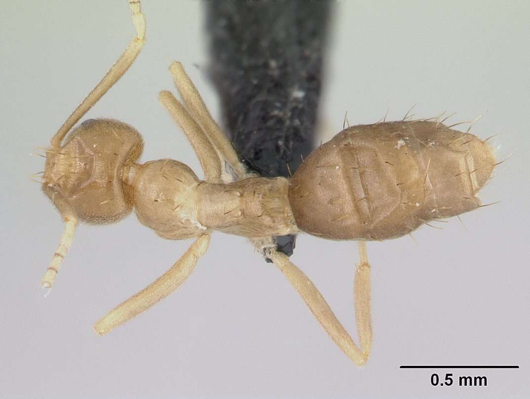 Image of Ant