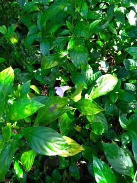 Imagem de Strobilanthes cusia (Nees) O. Kuntze