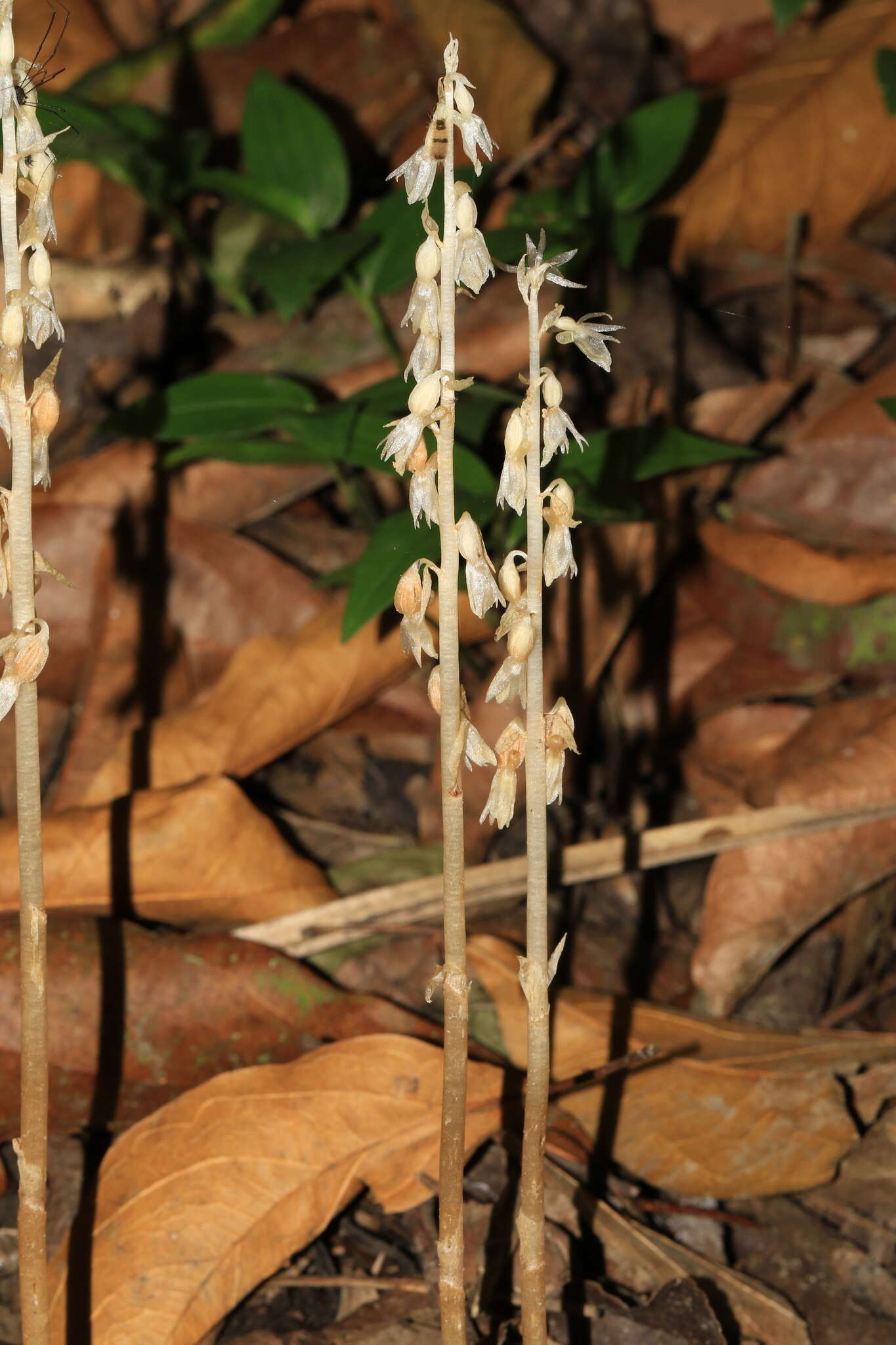 Plancia ëd Epipogium roseum (D. Don) Lindl.