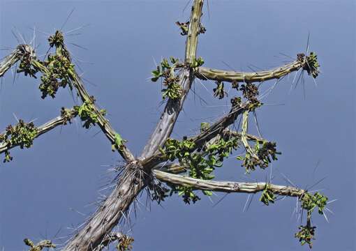 Image of Quiabentia verticillata (Vaupel) Borg