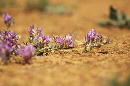 Imagem de Astragalus nothoxys A. Gray