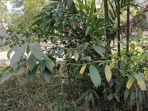 Sivun Tabernaemontana alternifolia L. kuva