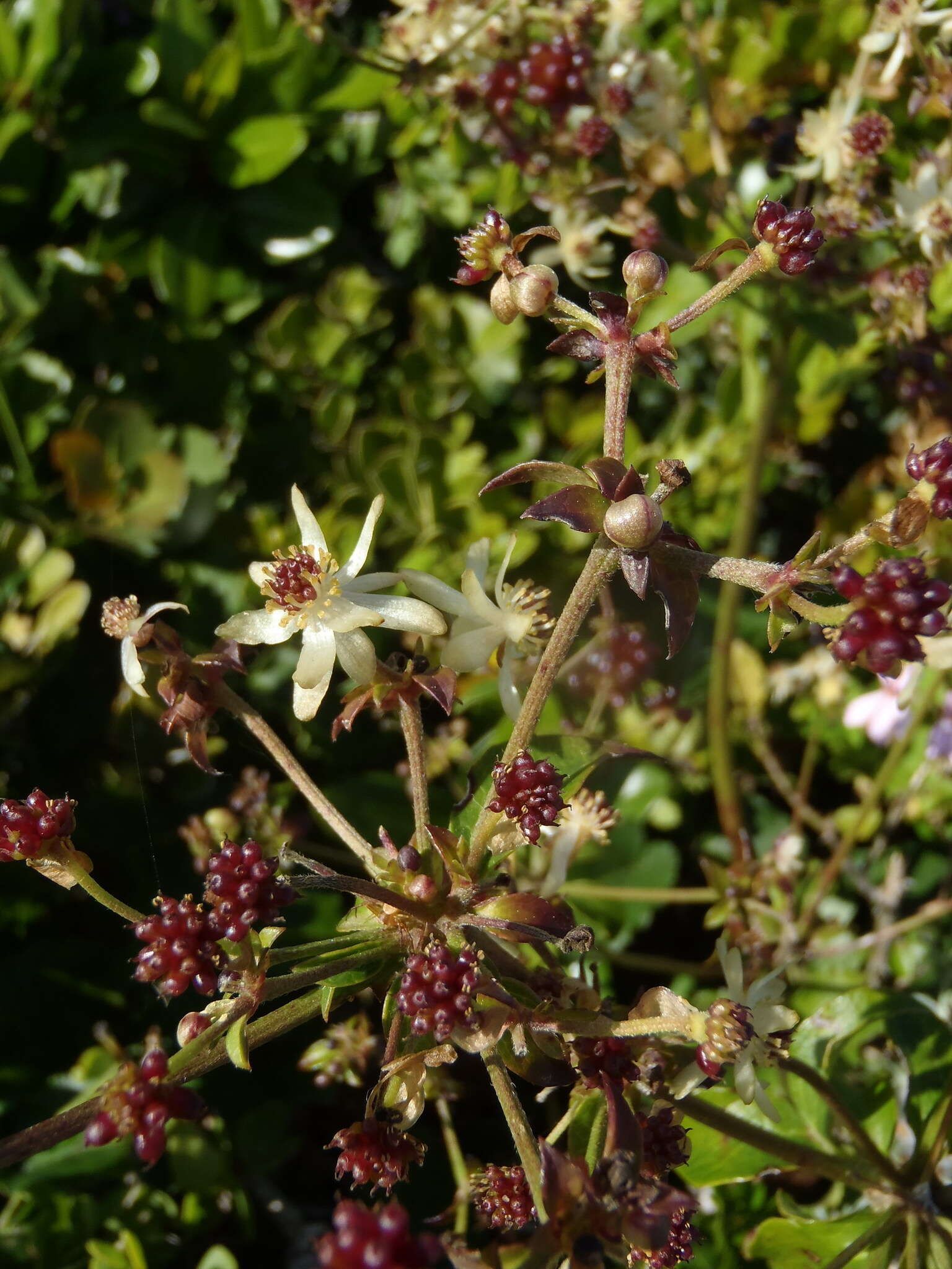 Image of Knowltonia vesicatoria subsp. grossa H. Rasmussen